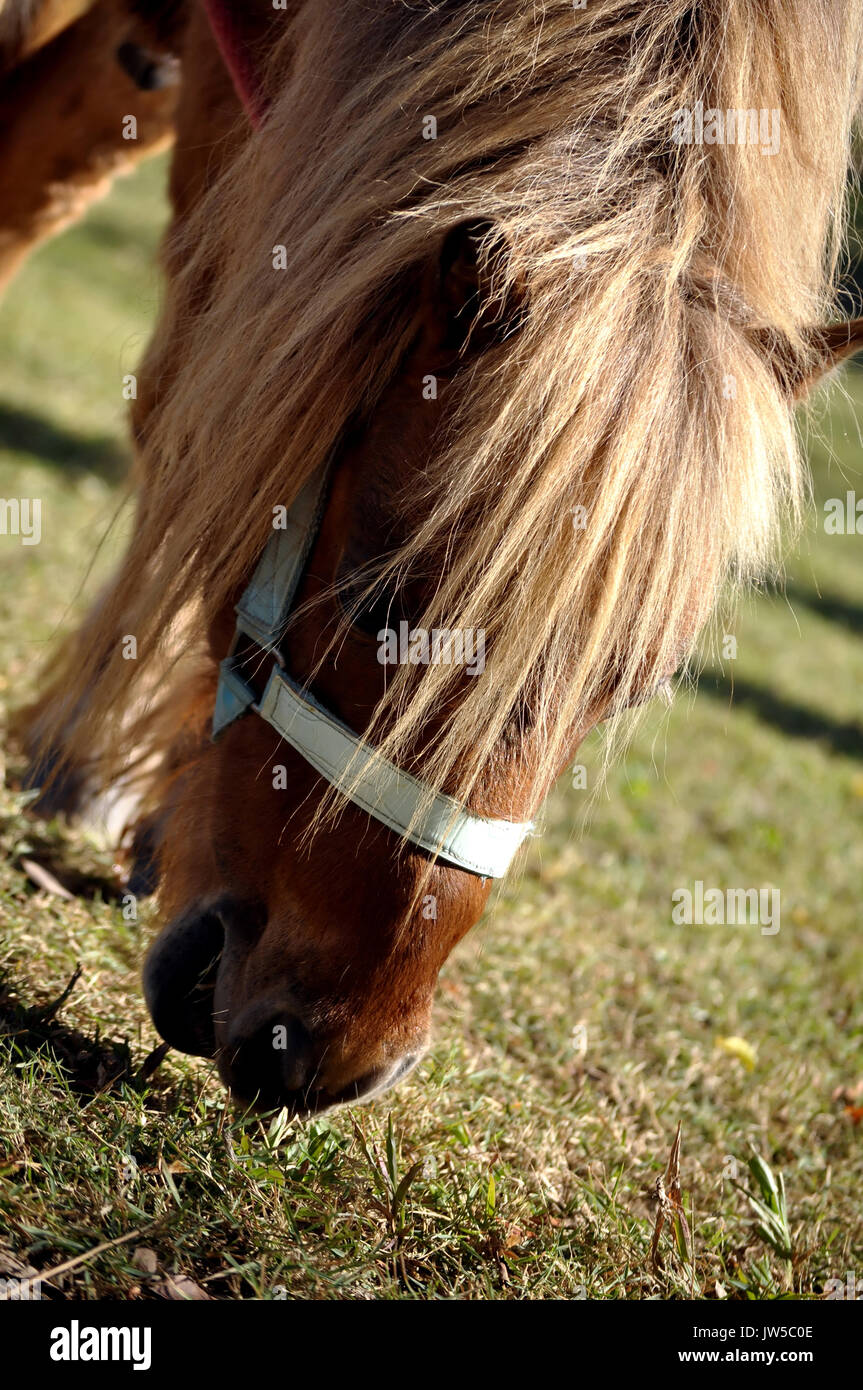 Ein Pony ist ein kleines Pferd mit einem spezifischen Körperbau und Temperament. Stockfoto
