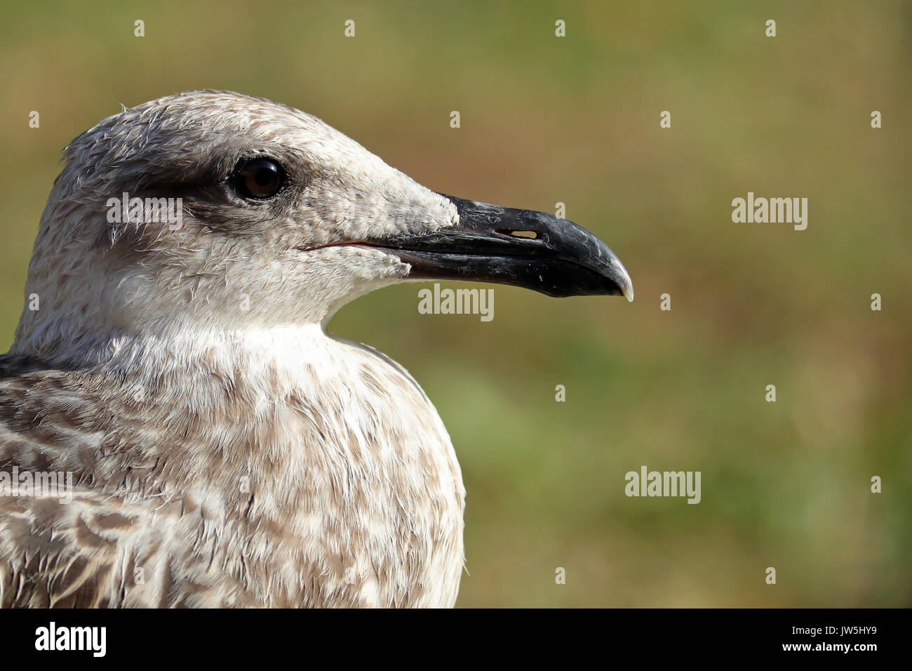 Porträt der jungen yellow-legged Möwe gegen ein unscharfes Feld Hintergrund Stockfoto