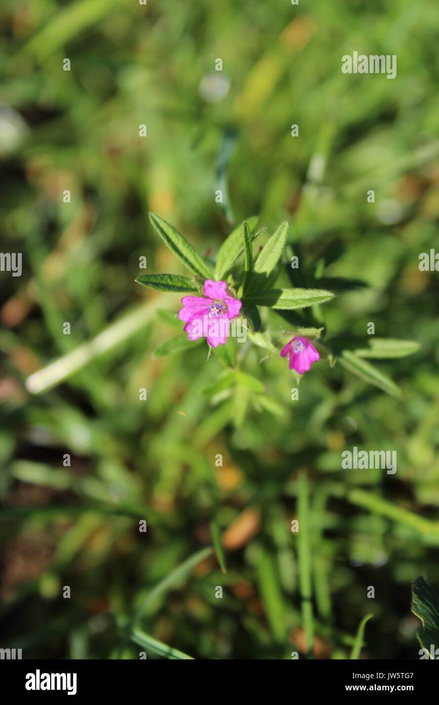 Nahaufnahme von rosa willow Unkraut Blume Stockfoto