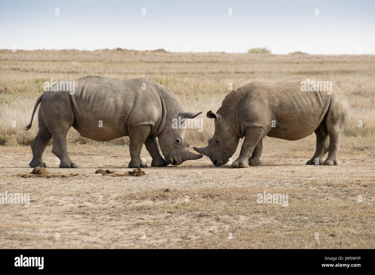 Männliche weiße Nashörner mock kämpfen um die Vorherrschaft, Ol Pejeta Conservancy, Kenia Stockfoto