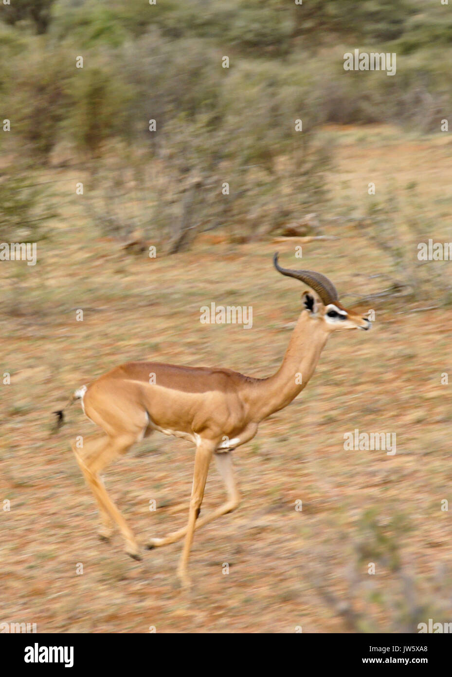 Männliche gerenuk läuft, Samburu Game Reserve, Kenia Stockfoto