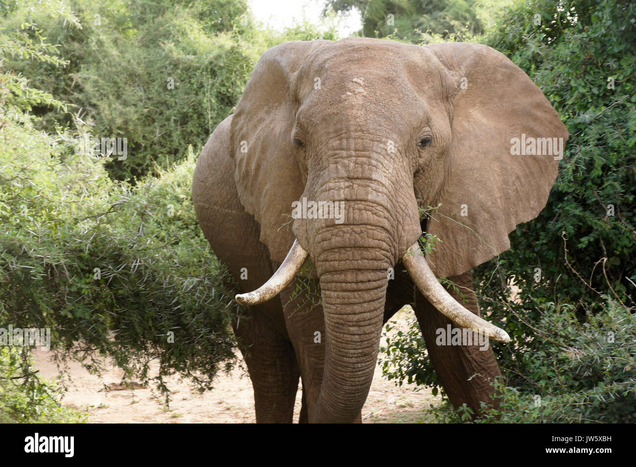 Afrikanischer Elefant Essen, Samburu Game Reserve, Kenia Stockfoto