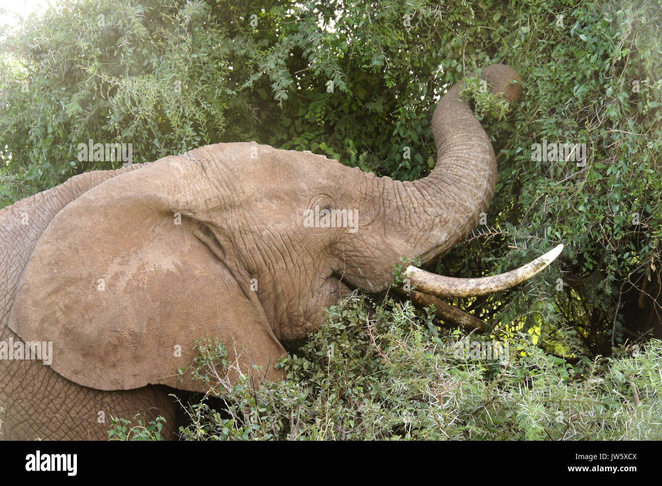 Afrikanischer Elefant surfen, Samburu Game Reserve, Kenia Stockfoto