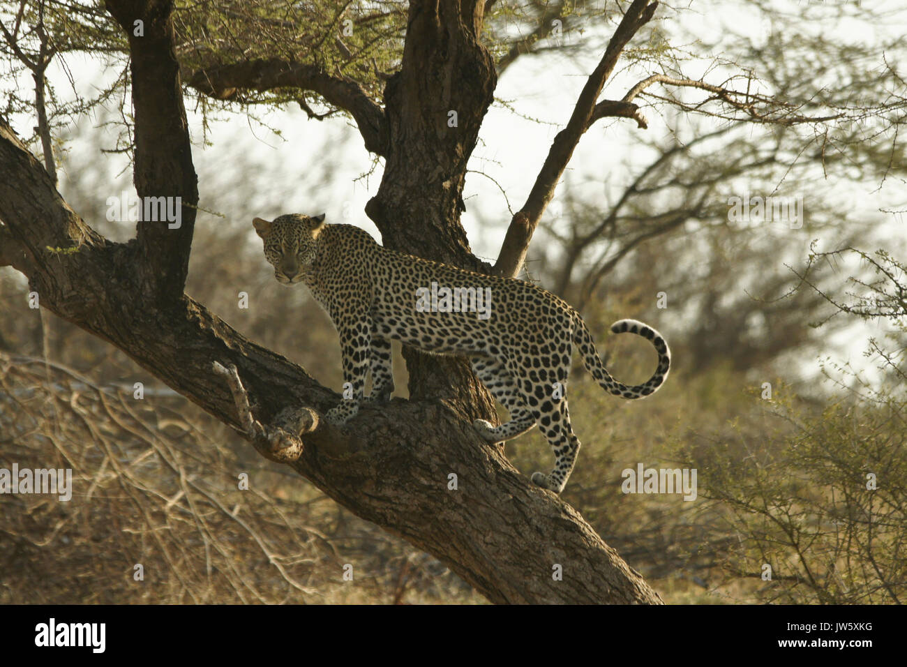 Männliche Leopard auf Stamm von Akazie, Samburu Game Reserve, Kenia Stockfoto