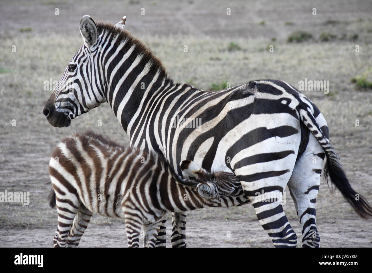 Gemeinsame Zebra (mit alten Wunde am Schenkel) Nursing Fohlen, Masai Mara, Kenia Stockfoto