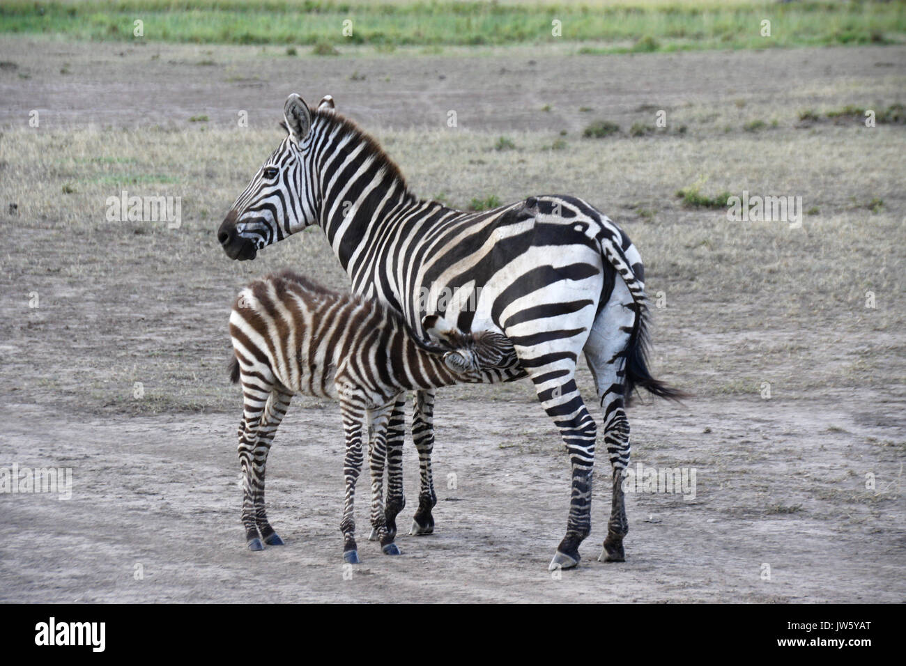 Gemeinsame Zebra (mit alten Wunde am Schenkel) Nursing Fohlen, Masai Mara, Kenia Stockfoto