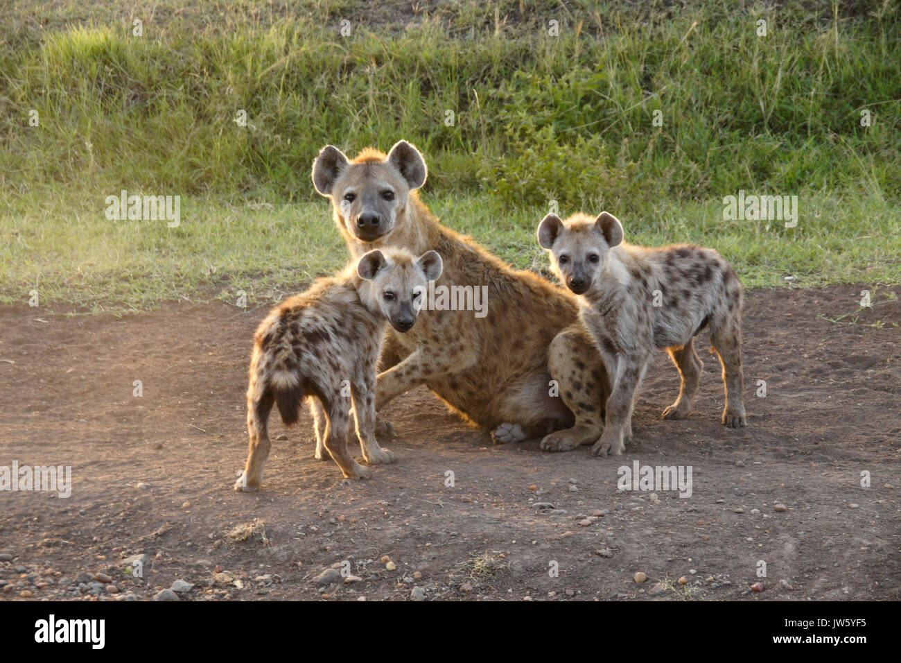 Weibliche Tüpfelhyäne mit ihren Jungen, Masai Mara, Kenia Stockfoto