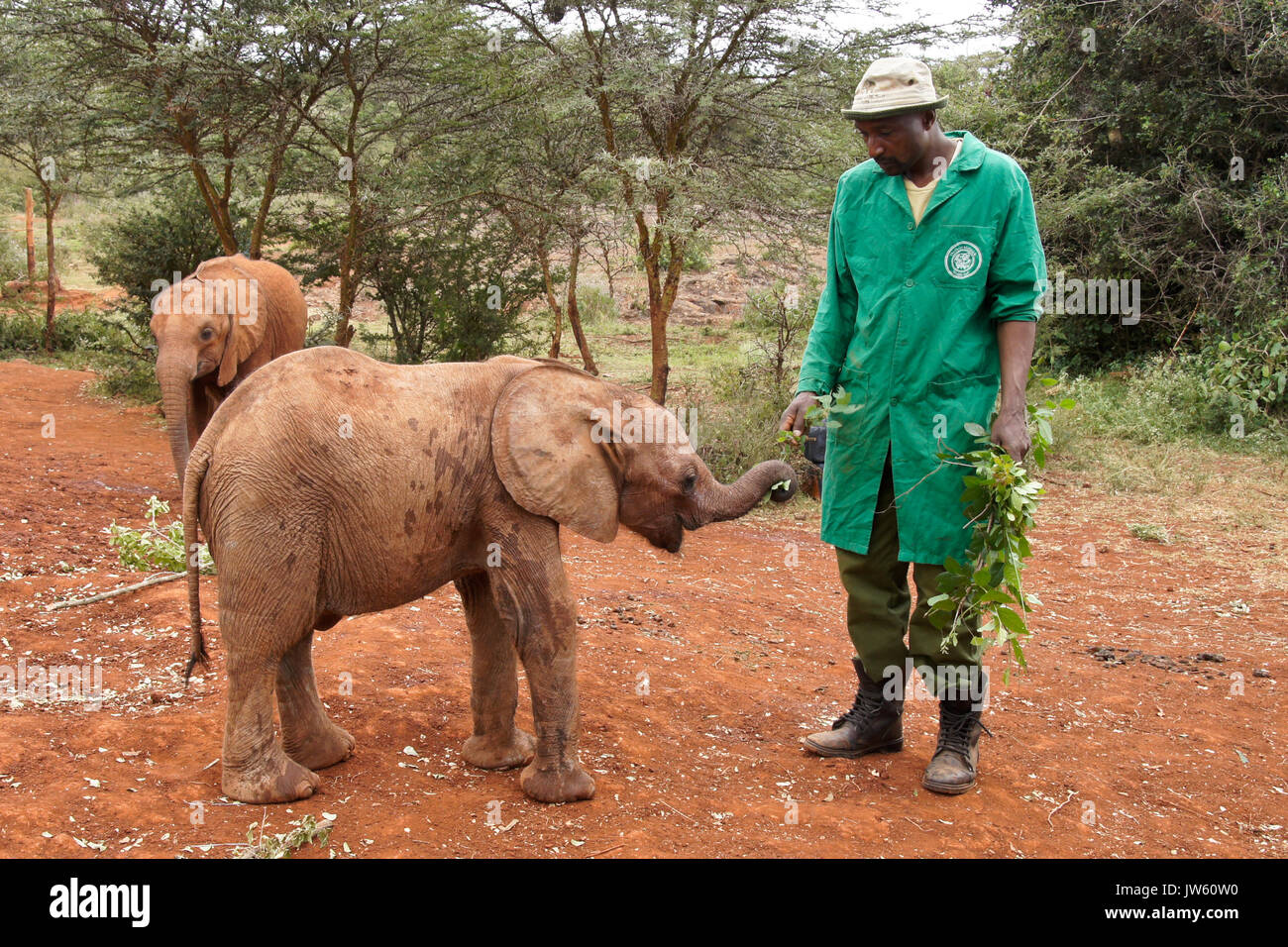 Hausmeister füttern Blätter zu verwaisten Baby Elefant, Sheldrick Wildlife Trust, Nairobi, Kenia Stockfoto