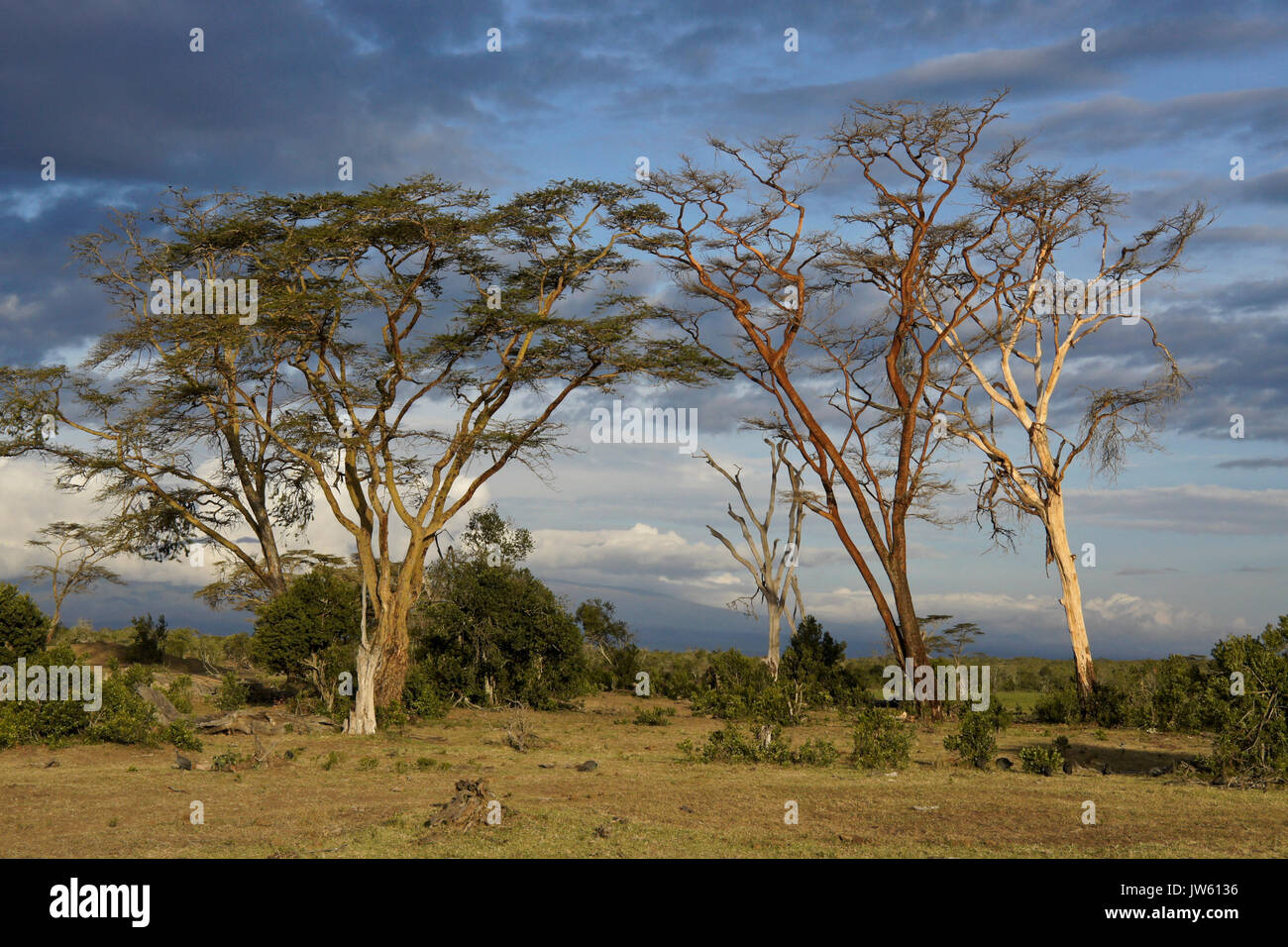 Akazien und die Landschaft von Ol Pejeta Conservancy, Kenia Stockfoto