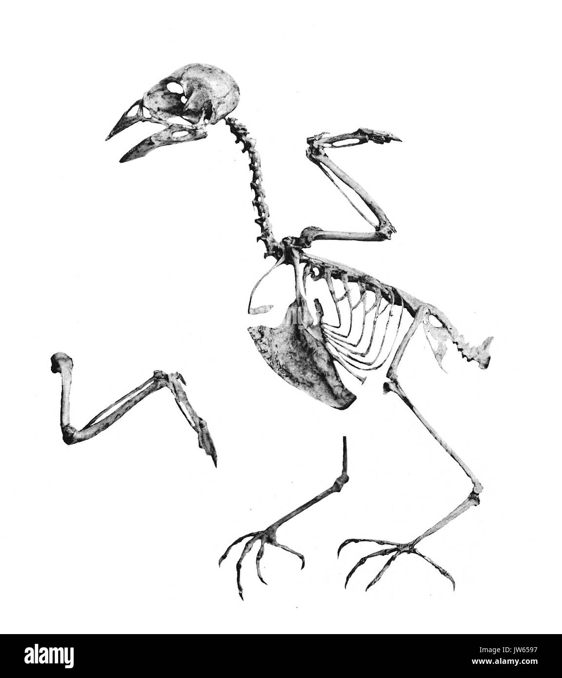 Acanthis cannabina 196 Stockfoto