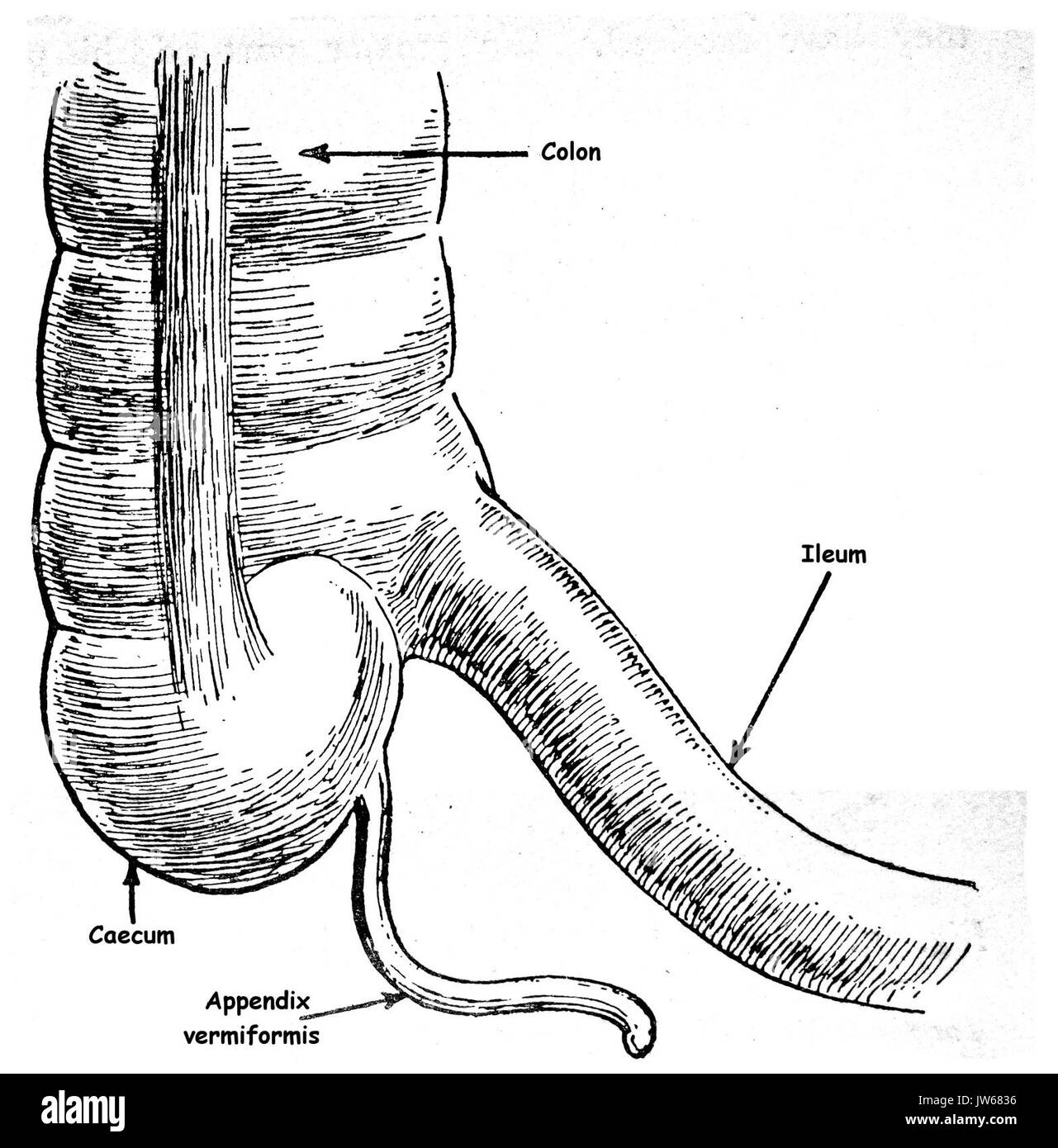 Ileum Blinddarm Doppelpunkt des menschlichen IMG 5772 Stockfoto