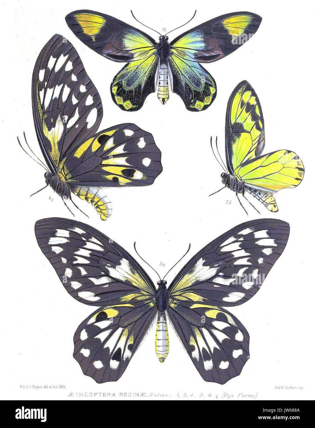 OrnithopteraReginae 2 Rippon Stockfoto