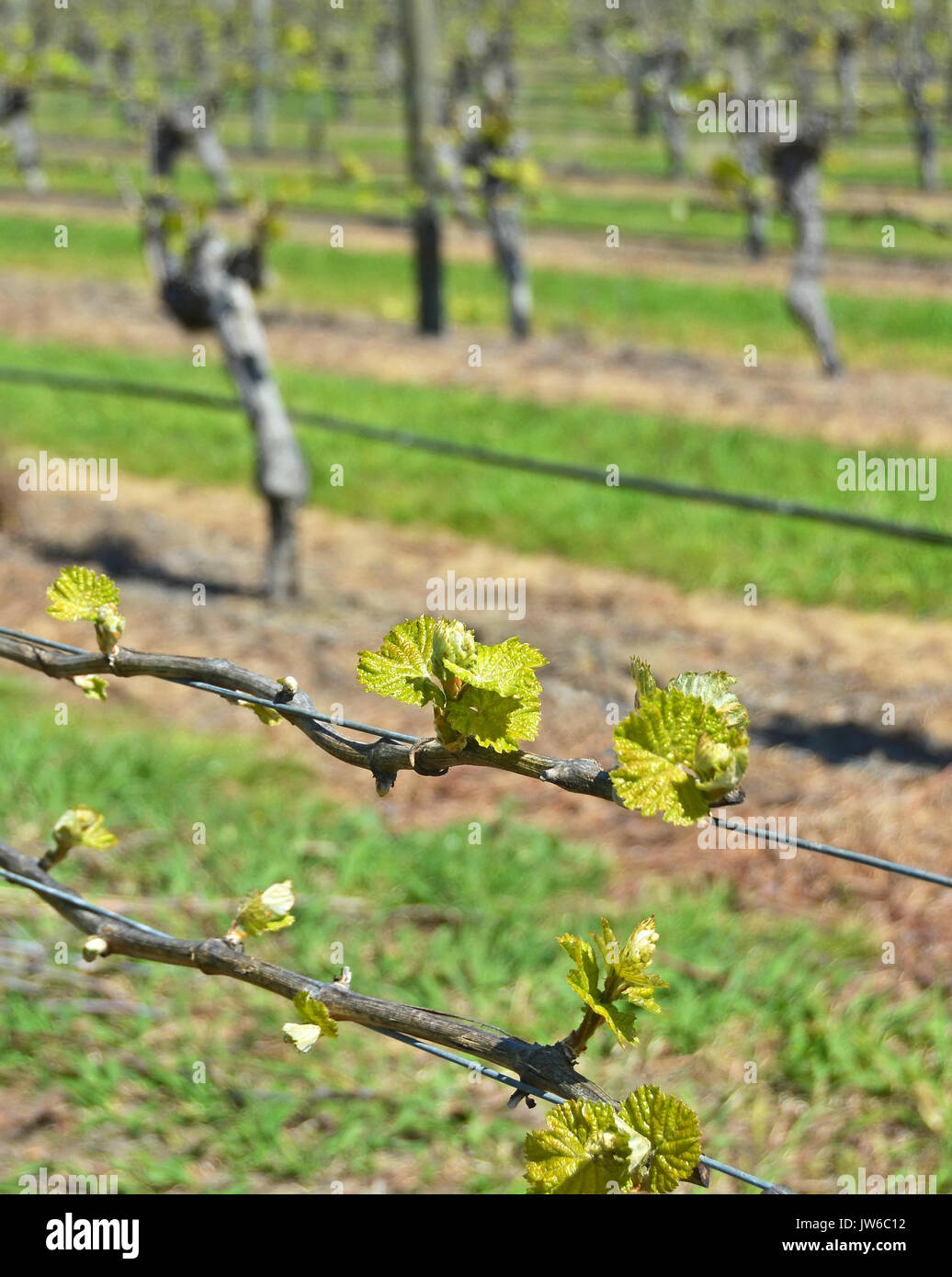 Detailansicht der frühen Frühling Wachstum auf Sauvignon Blanc Reben in Marlborough, Neuseeland Stockfoto