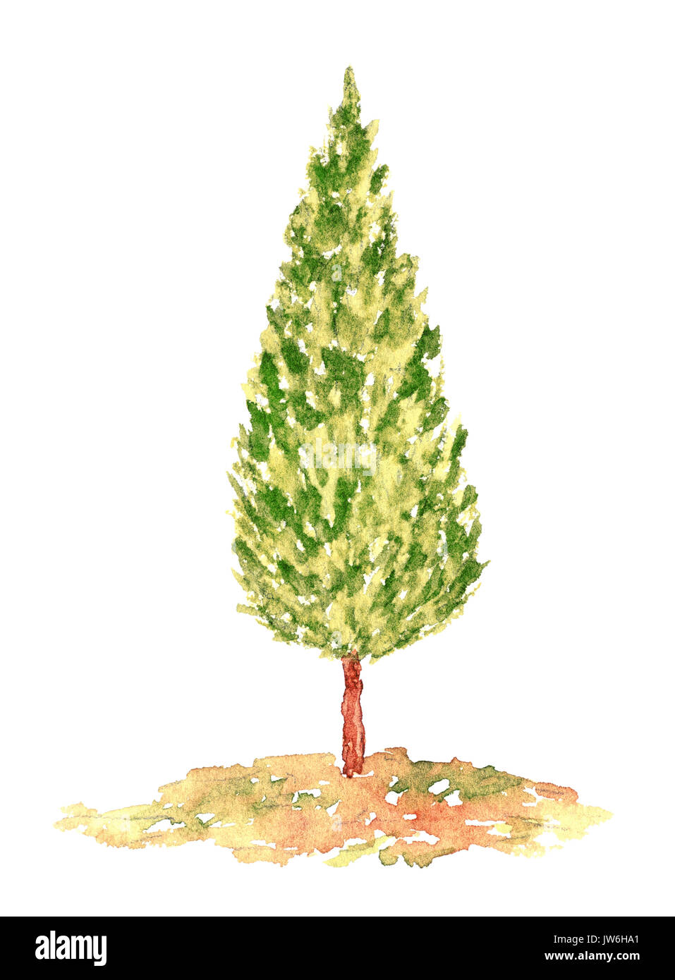 Aquarell Cypress Tree, Hand gezeichnet und gemalt, isoliert auf weißem Stockfoto