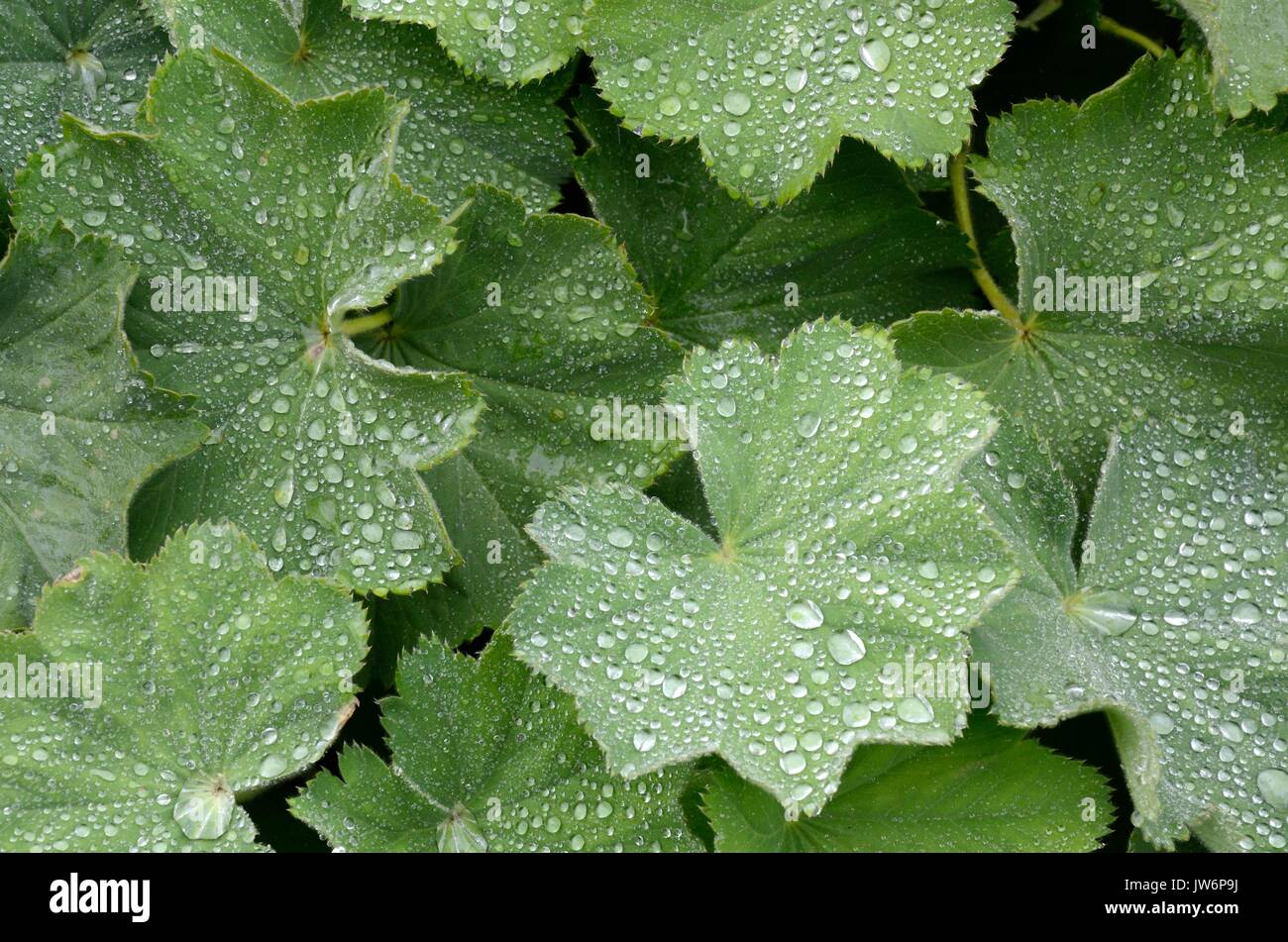 Regentropfen auf Damen Mantel Blätter alchemila Mollis Stockfoto