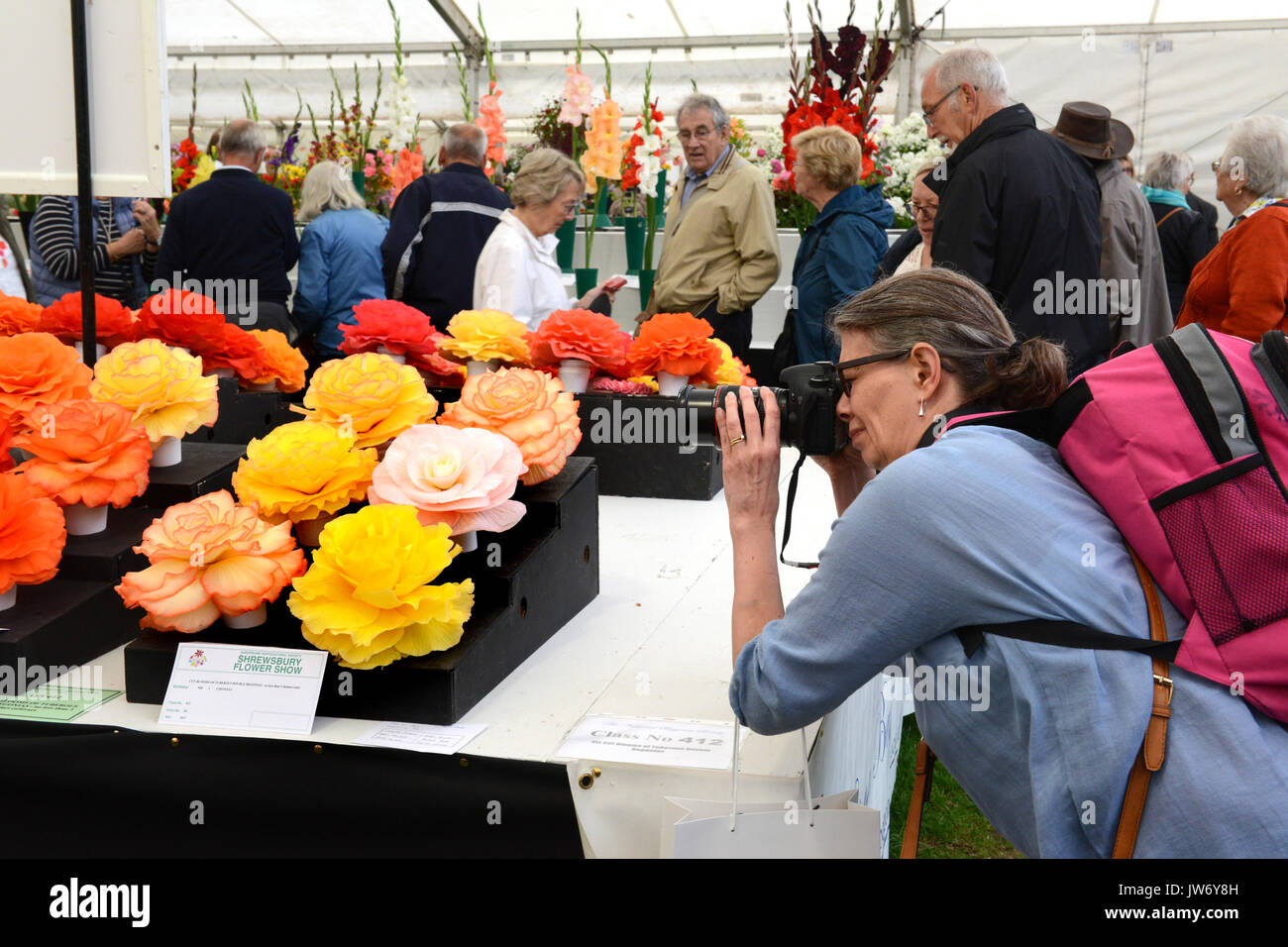 Shropshire, Großbritannien. 11 August, 2017. Eine Dame Besucher fotografieren die preisgekrönte Begonia Exponate auf der jährlichen Shrewsbury Flower Show in Shropshire. Die zweitägige Veranstaltung ist heute offen und am Samstag. Quelle: David Bagnall/Alamy leben Nachrichten Stockfoto