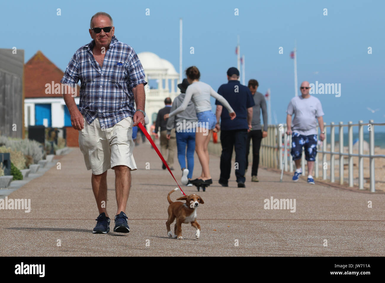 Bexhill, Sussex, Vereinigtes Königreich. 11 August, 2017. Cockapoo Welpen Pip ist zu Fuß entlang der Strandpromenade in Bexhill-on-Sea an einem sonnigen Freitag Nachmittag. Rob Powell/Alamy leben Nachrichten Stockfoto