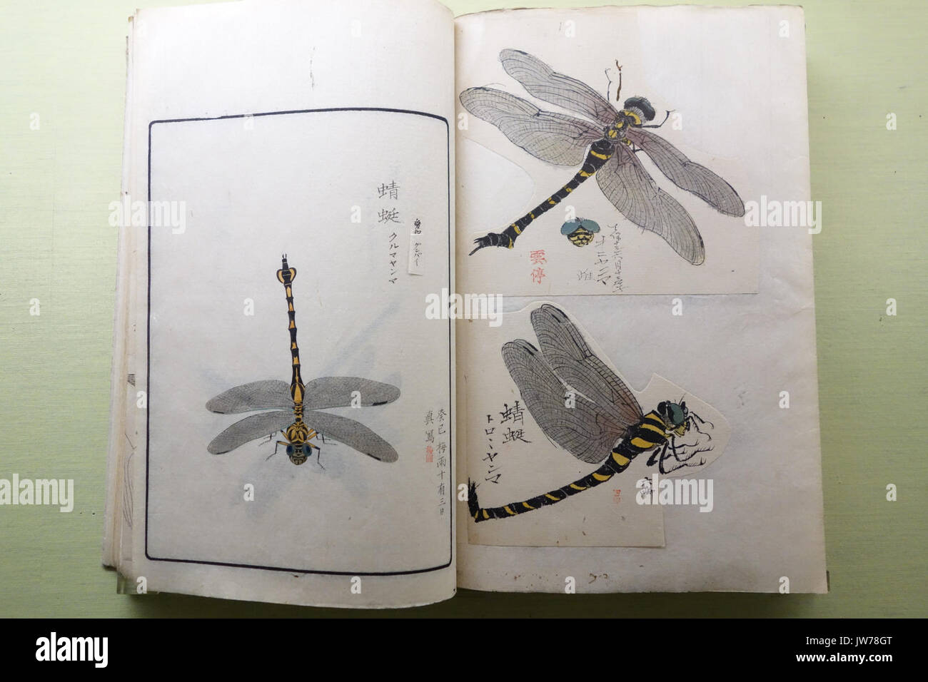 Museum Natural History Album von Insekten, Vol 1 Spinnentiere und Insekten 1, durch Sekine Untei (1804 1877) et al., von den kaiserlichen Haushalt Museum, Edo für Sie zusammengestellt, die Meiji-periode Tokyo National Museum DSC 05521 Stockfoto