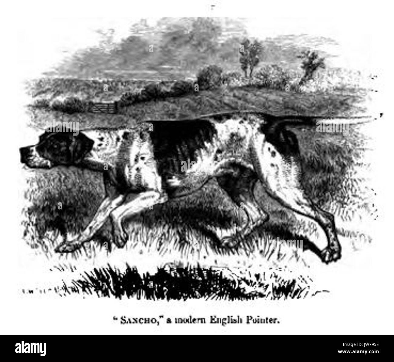 088 English Pointer Stockfoto