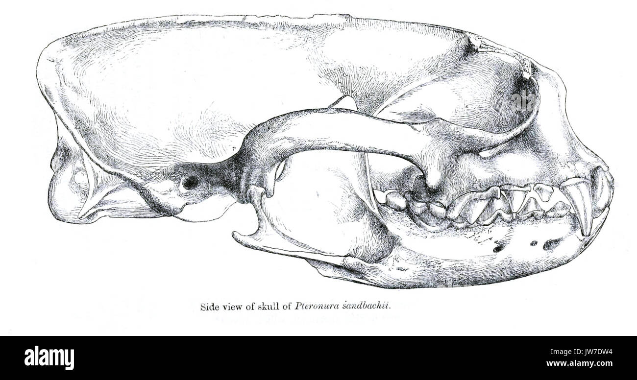 Pteronurasandbachiiskull Stockfoto
