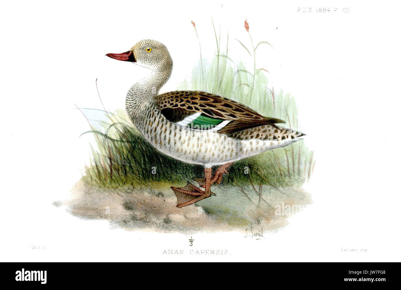 AnasCapensisSmit Stockfoto