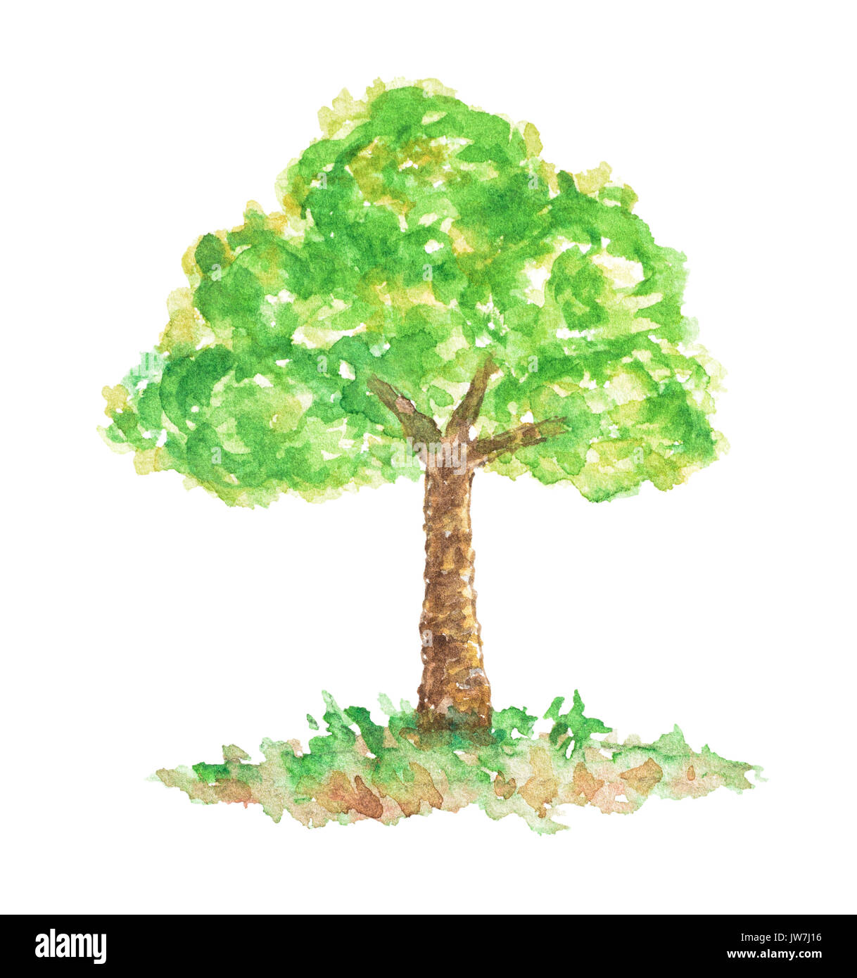 Aquarell Eiche, Hand gezeichnet und gemalt, isoliert auf weißem