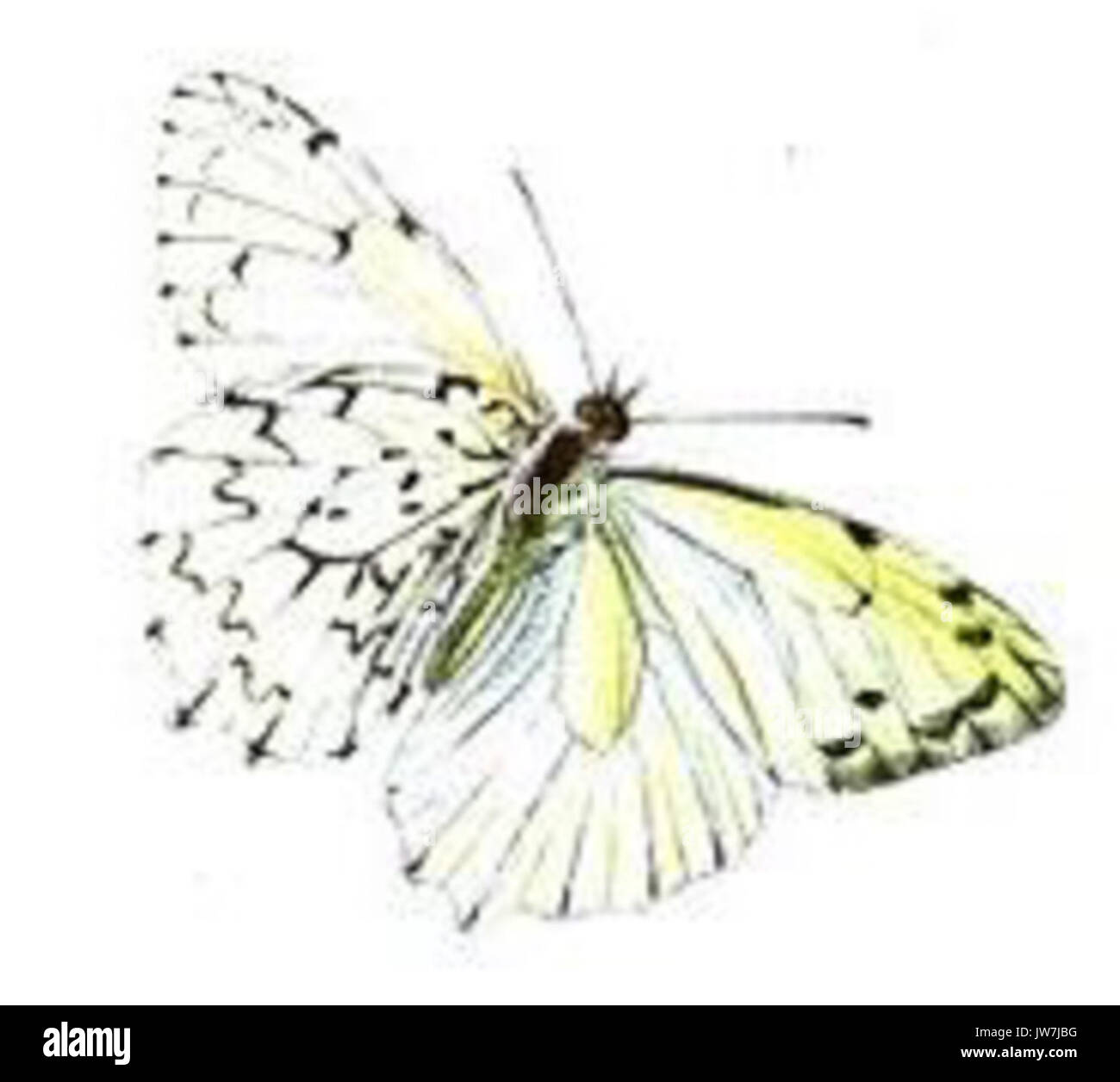 Hesperocharis Graphite Stockfoto