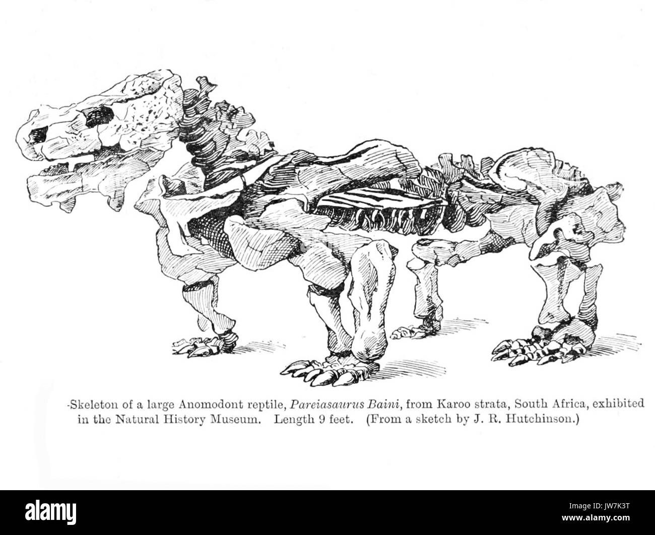 Pareiasaurus Smit Stockfoto