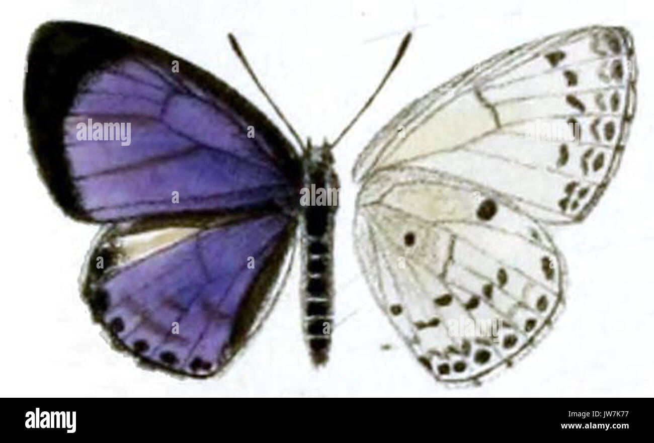 Plautella cossaea plauta Stockfoto