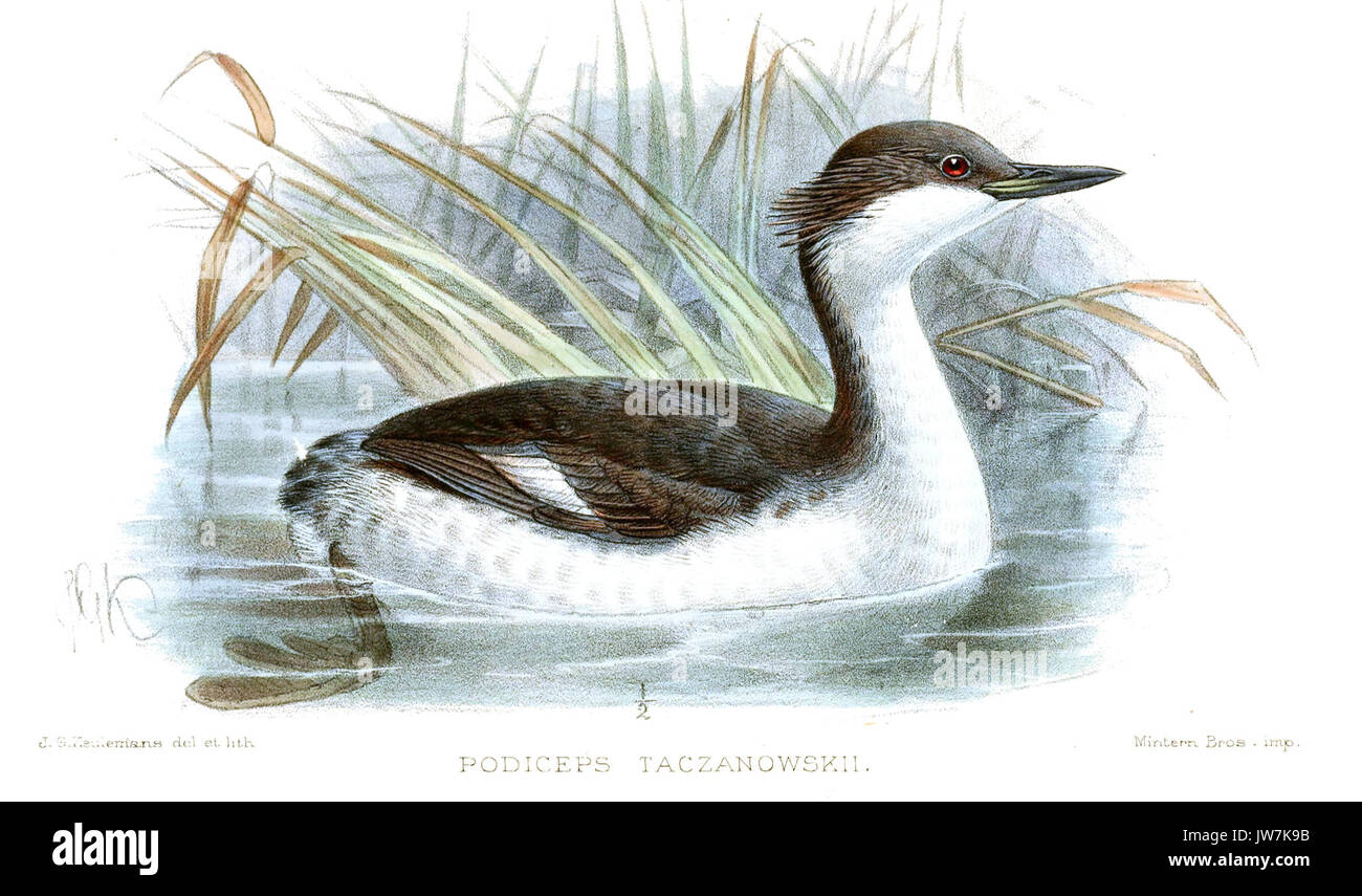 PodicepsTaczanowskiKeulemans Stockfoto