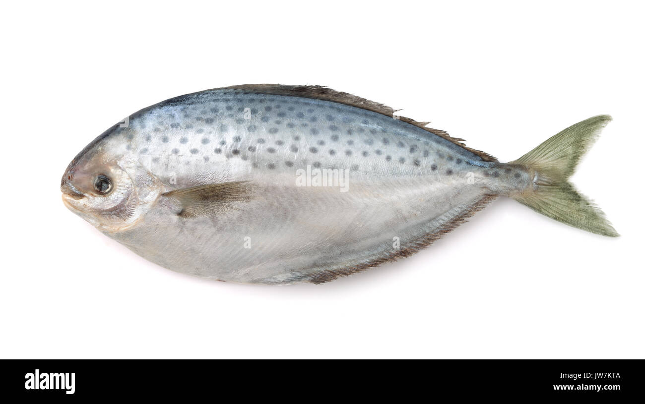 Frische Fische pampanito isoliert auf weißem Stockfoto