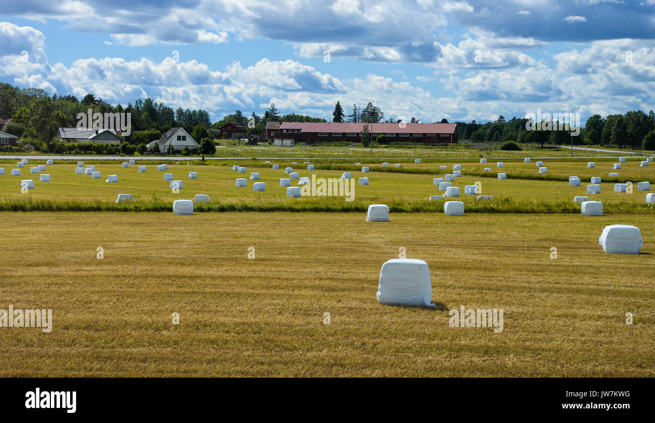 Landschaft mit Heuballen in Plastikfolie auf sommer feld Stockfoto