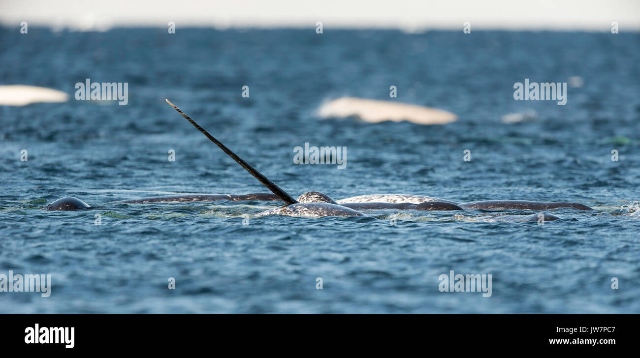 Pod von narwhals Fütterung auf kleine Köderfische an der Oberfläche, Admiralty Inlet, nördlichen Baffin Island, Kanada. Stockfoto