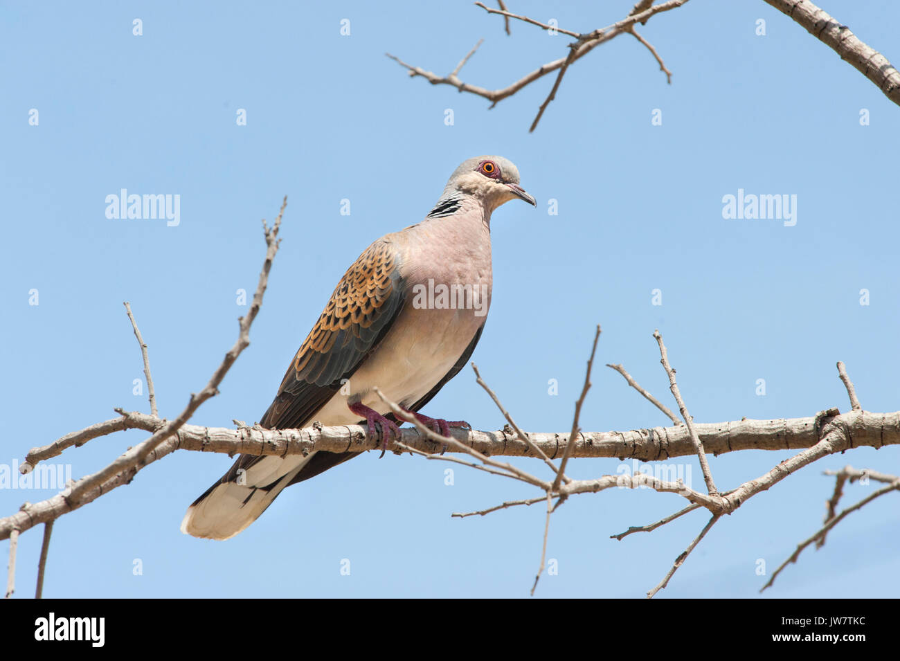 Europäischen und Eurasischen Turteltaube (Streptopelia turtur), Ibiza, Balearen, Spanien, Mittelmeer Stockfoto