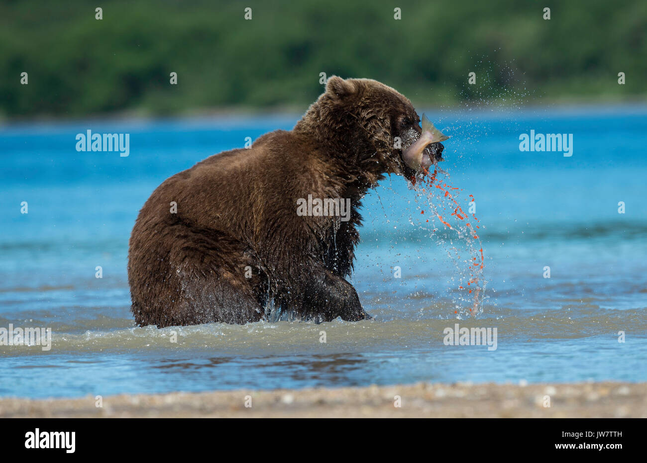Fischrogen spritzt aus einem sockeye Lachse, wie es durch einen braunen Bären, Kamtschatka, Russland gegessen wird. Stockfoto