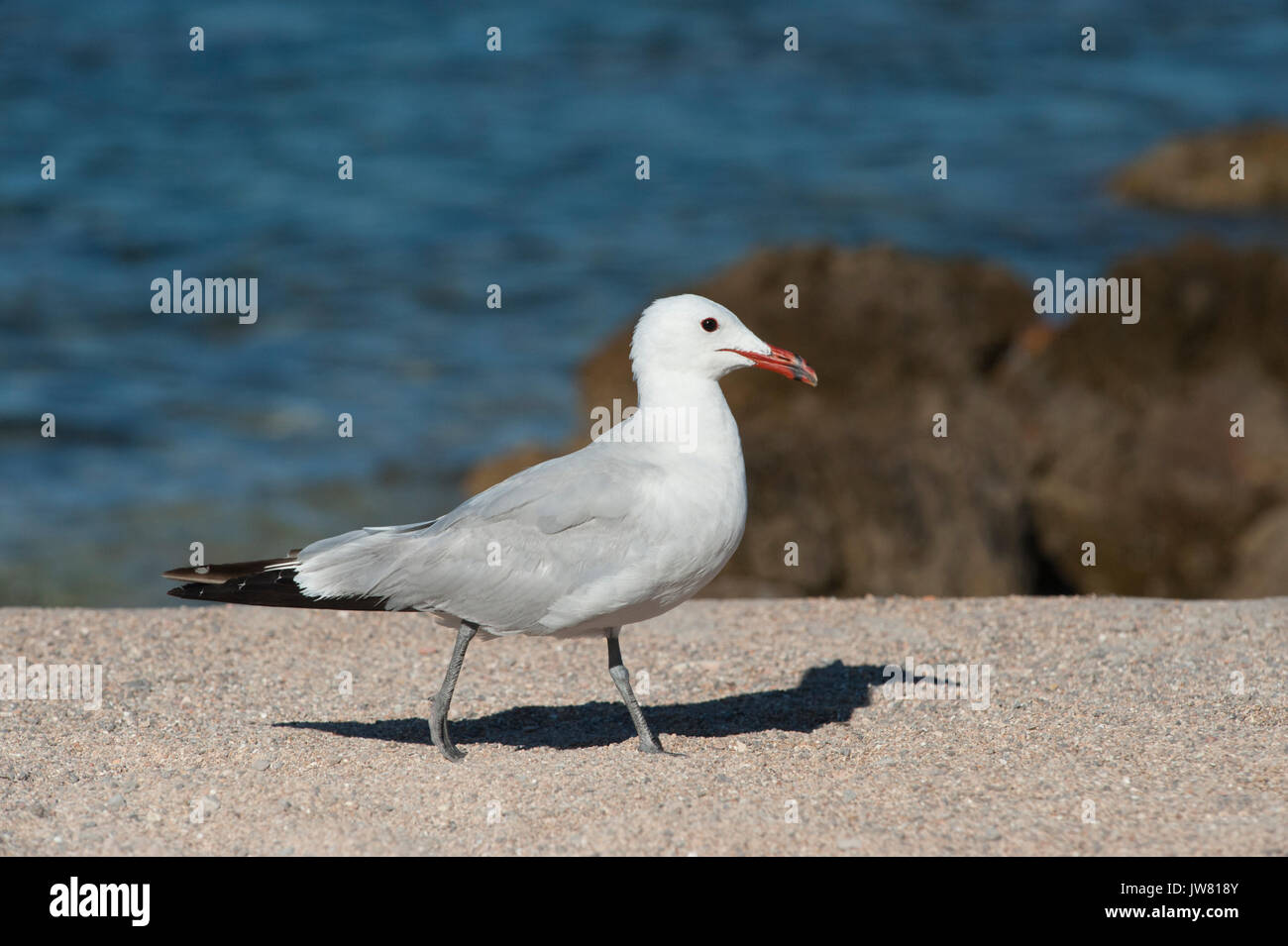 Audouin's Gull, Larus audouinii, Ibiza, Balearen, Mittelmeer Stockfoto