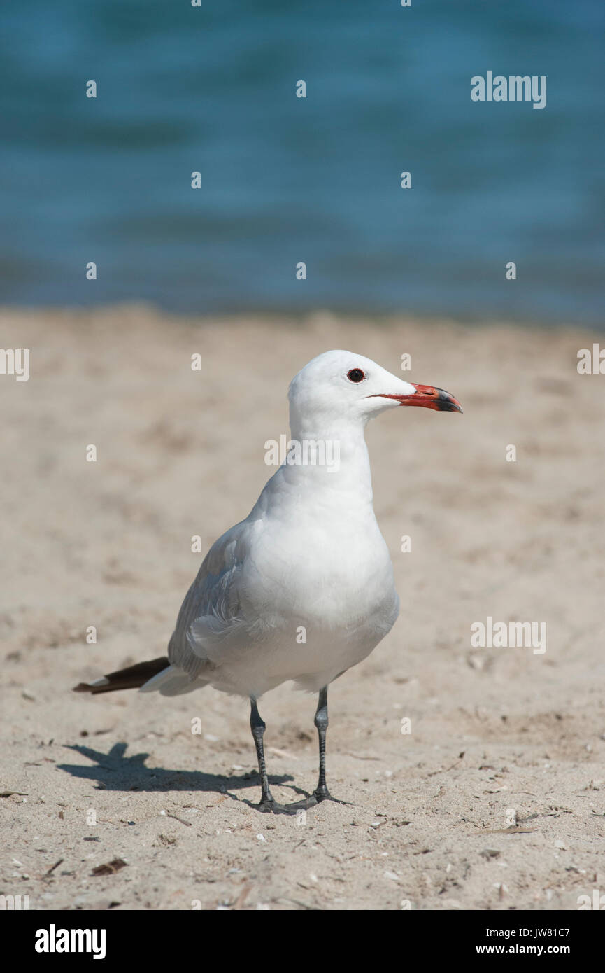 Audouin's Gull, Larus audouinii, Ibiza, Balearen, Mittelmeer Stockfoto