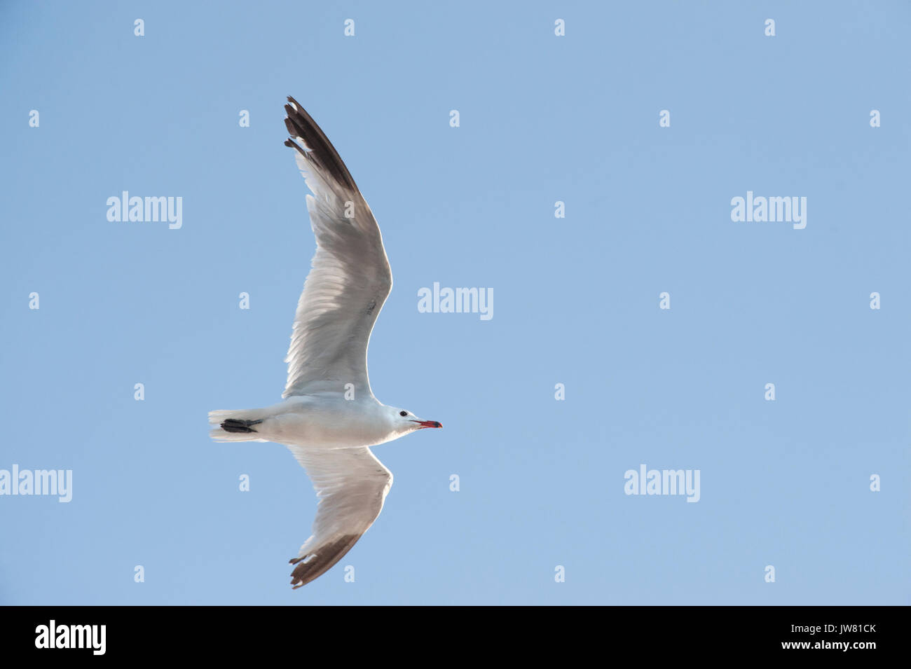 Audouin's Gull, (Larus audouinii), im Flug, Ibiza, Balearen, Spanien, Mittelmeer Stockfoto