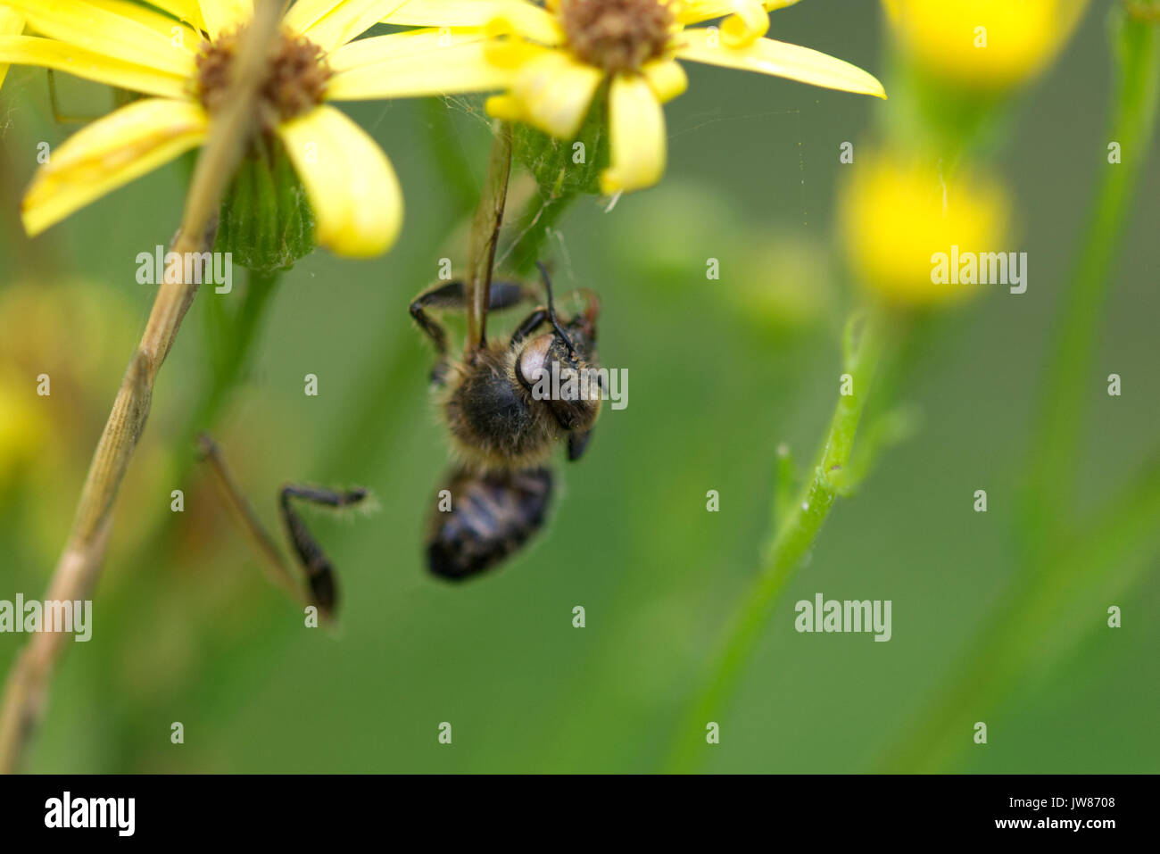 Tot honey bee in einem Spinnennetz aus Ragwort wilde Blumen gefangen Stockfoto