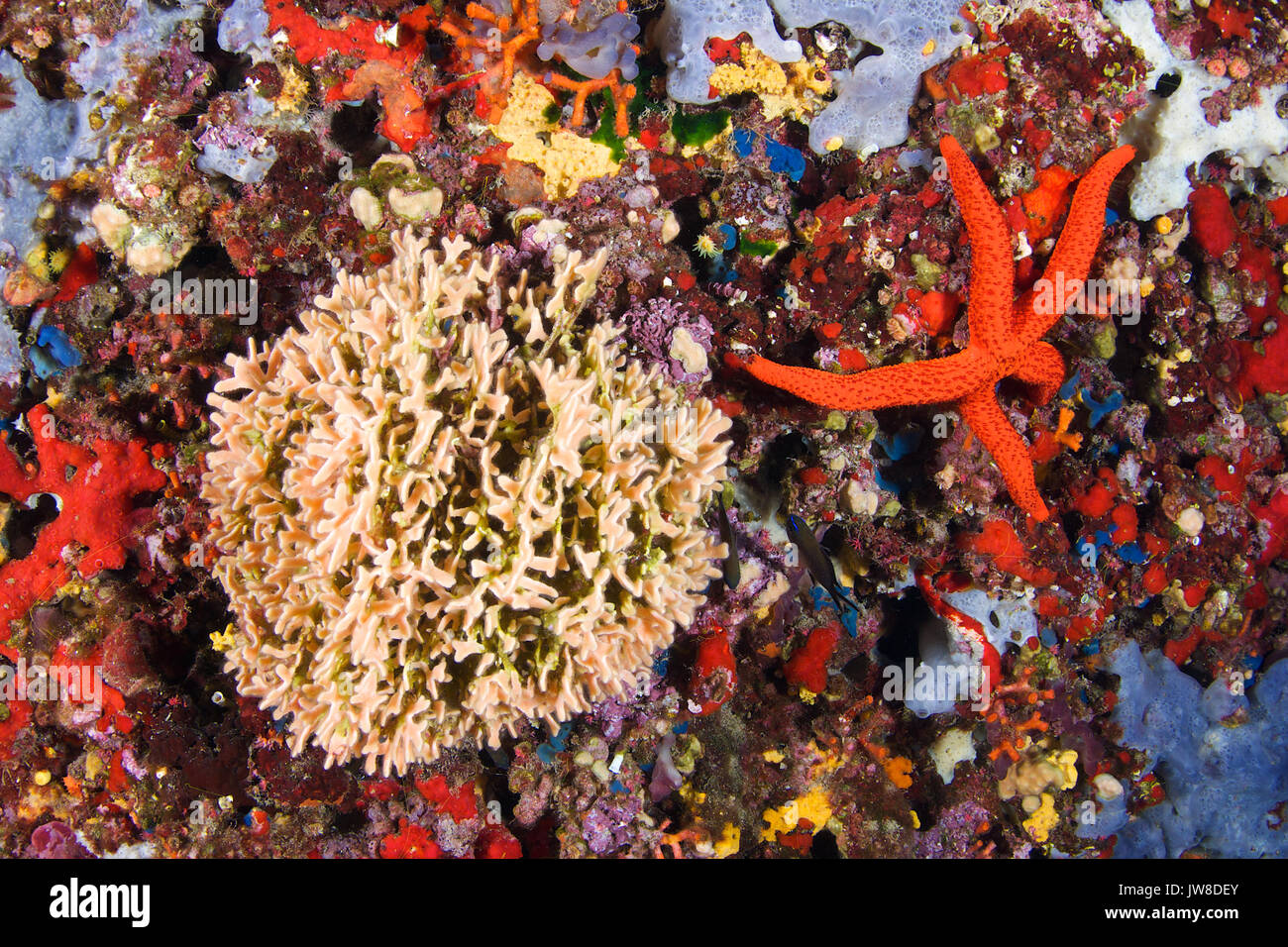 Eine Bryozoa-Kolonie (Adeonella calveti) und ein roter Meeresstern (Echinaster sepositus) im Naturpark Ses Salines (Formentera, Mittelmeer, Spanien) Stockfoto