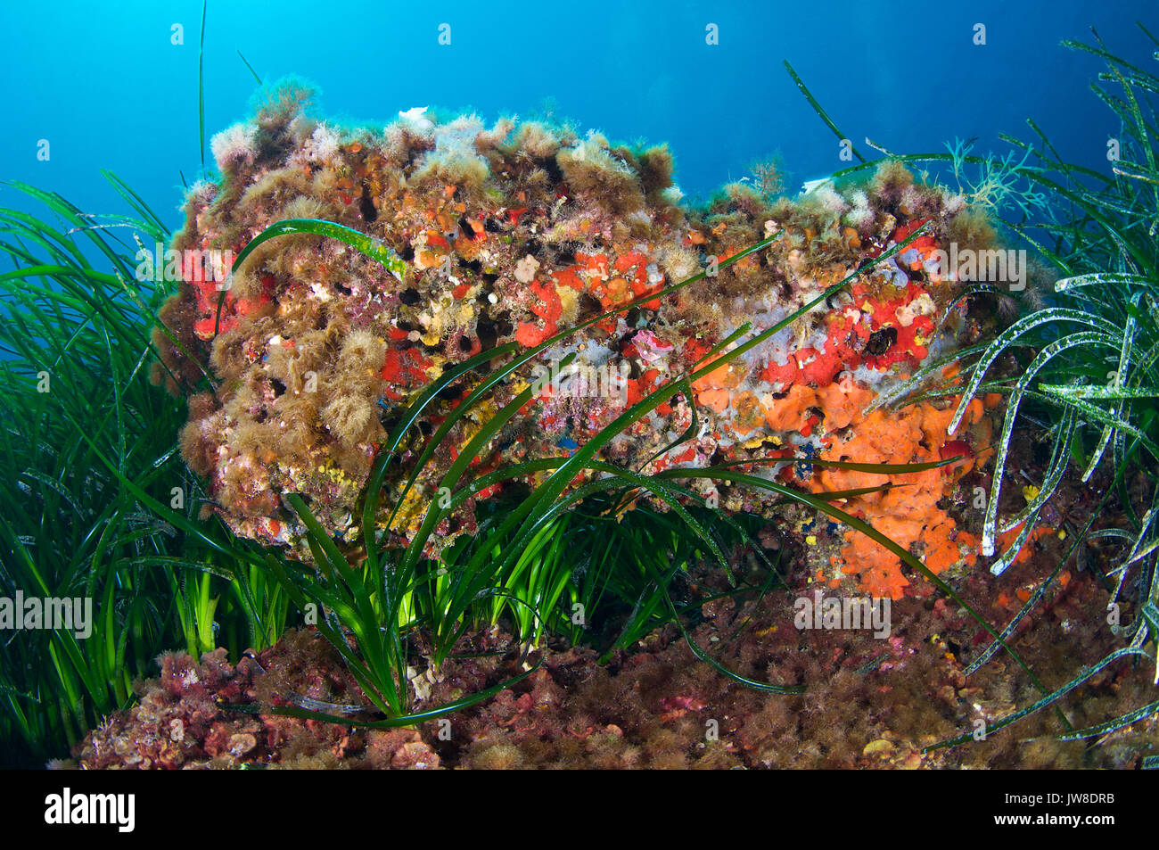 Riff mit umhüllenden Meereslebewesen unter neptun Seegras (Posidonia oceanica) Wiese im Naturpark Ses Salines (Formentera, Mittelmeer, Spanien) Stockfoto