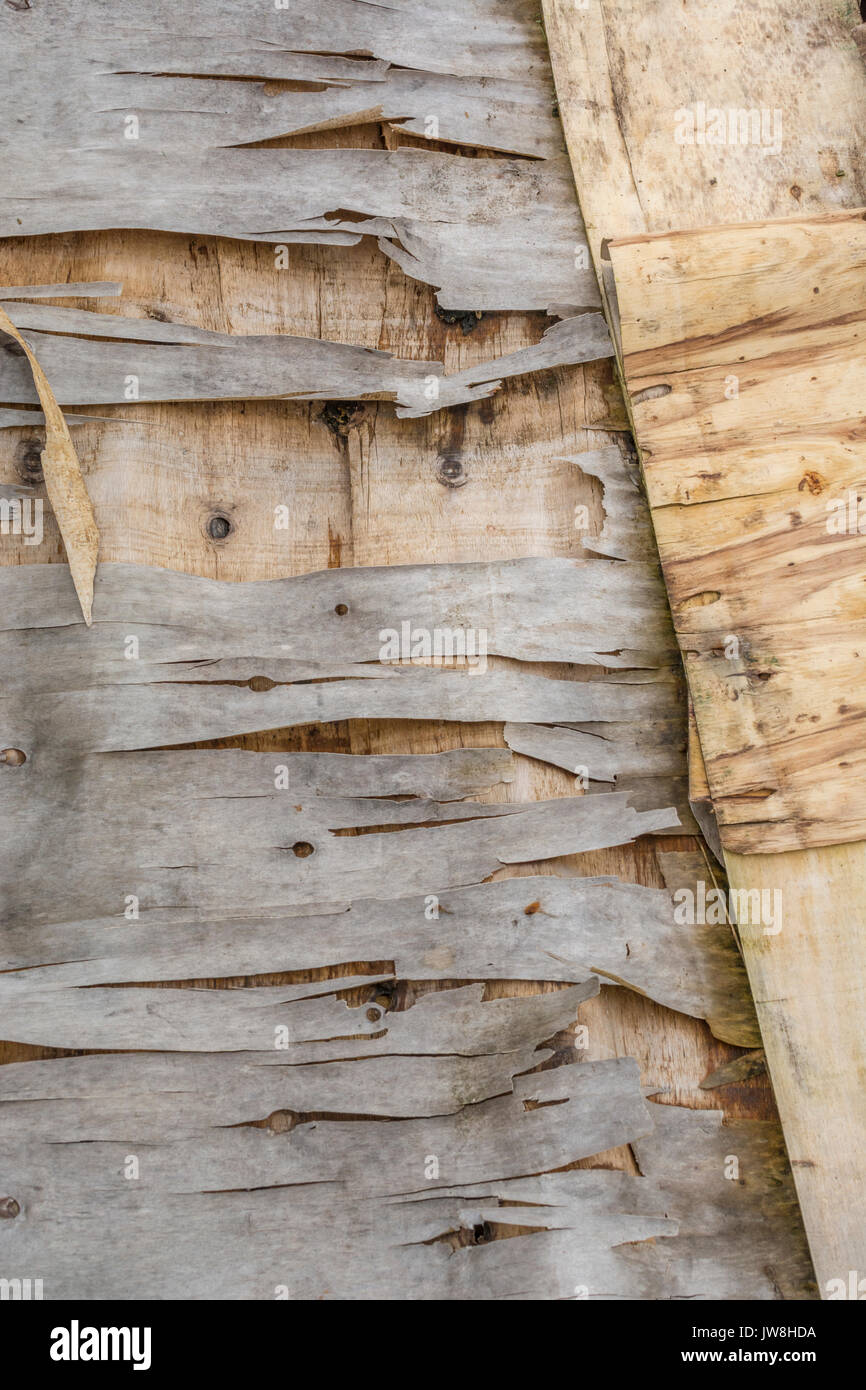 Verfallende plyboard Sperrholz abblättern und schälen. Stockfoto