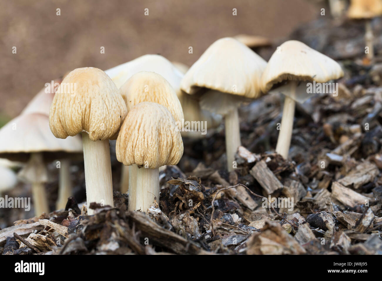 Faltige Fieldcap; Wachsen auf einem Holz Spänehaufens; Agrocybe rivulosa; Cornwall, UK Stockfoto