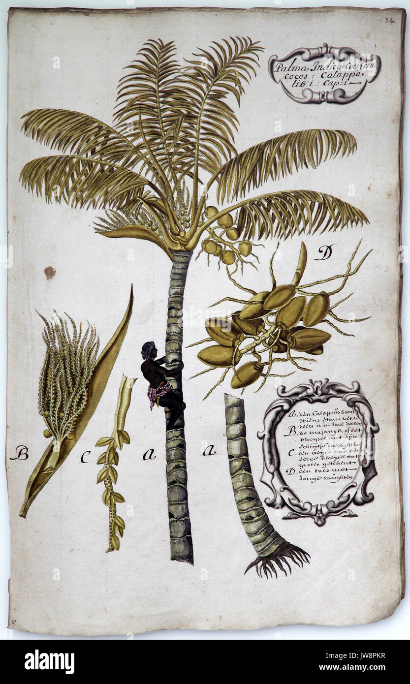 Kokospalme Cocos nucifera Mitglied der Familie Arecaceae. Palm Familie. Die einzige Art der Gattung Cocos Stockfoto
