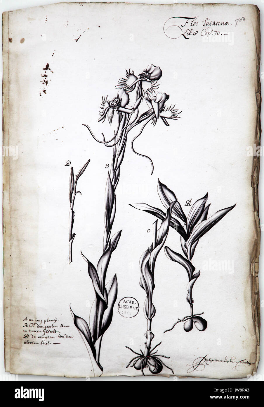 Pecteilis susannae. Orchidee. Stockfoto