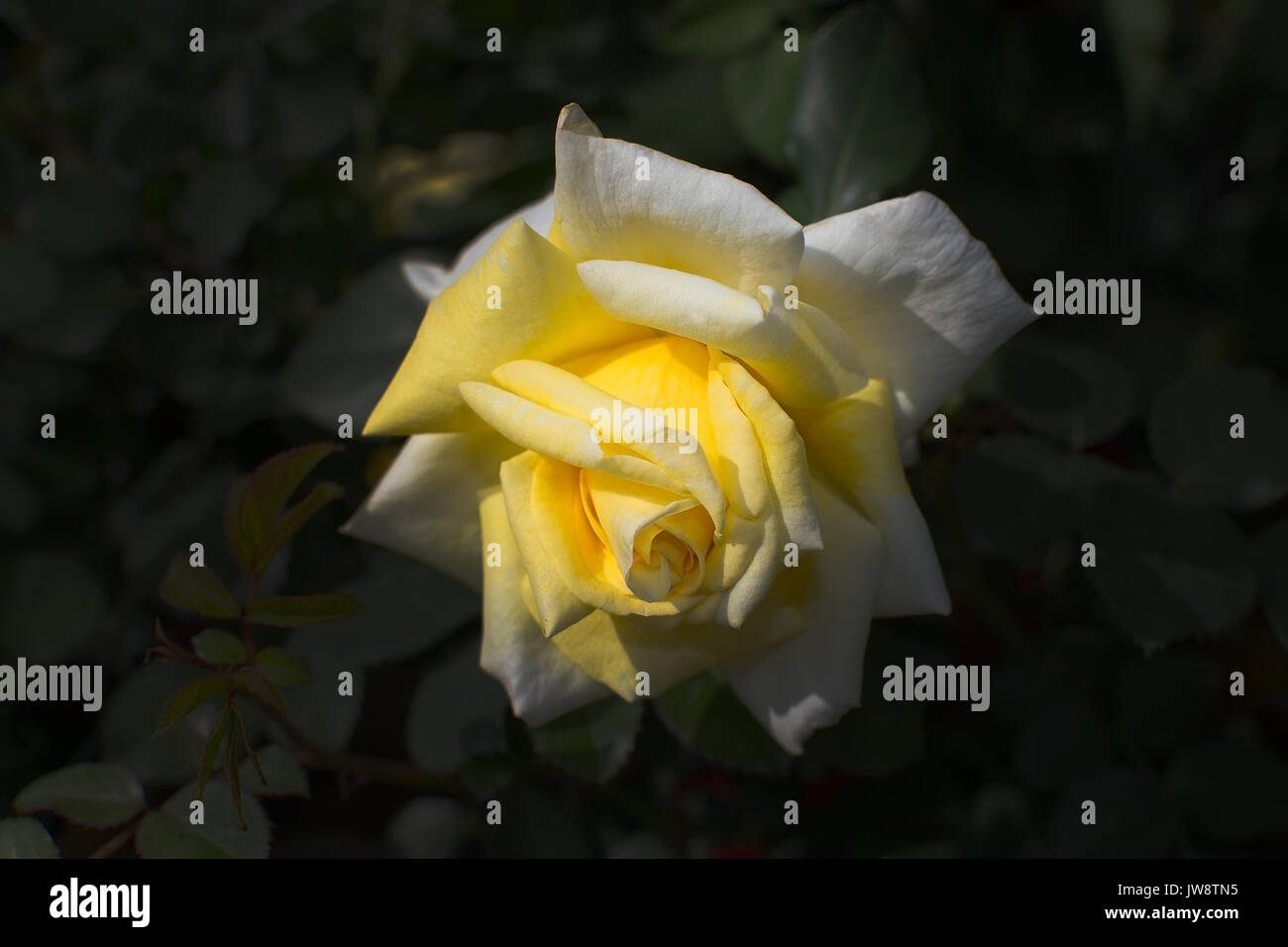 Gelbe Rose Blume Nahaufnahme, Mallorca im Januar. Stockfoto