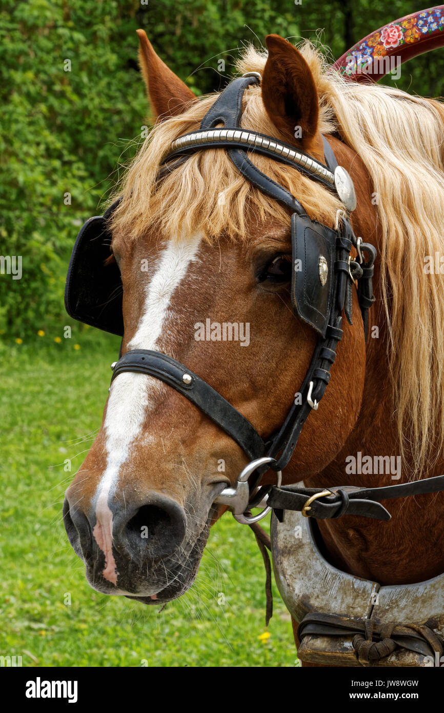 Foto von einem Pferd vorgespannt Stockfoto