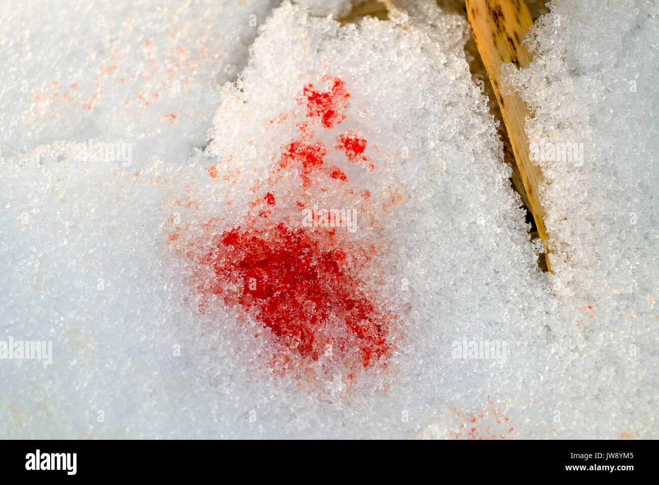 Blutfleck auf Schnee, verletztes Tier links. Stockfoto