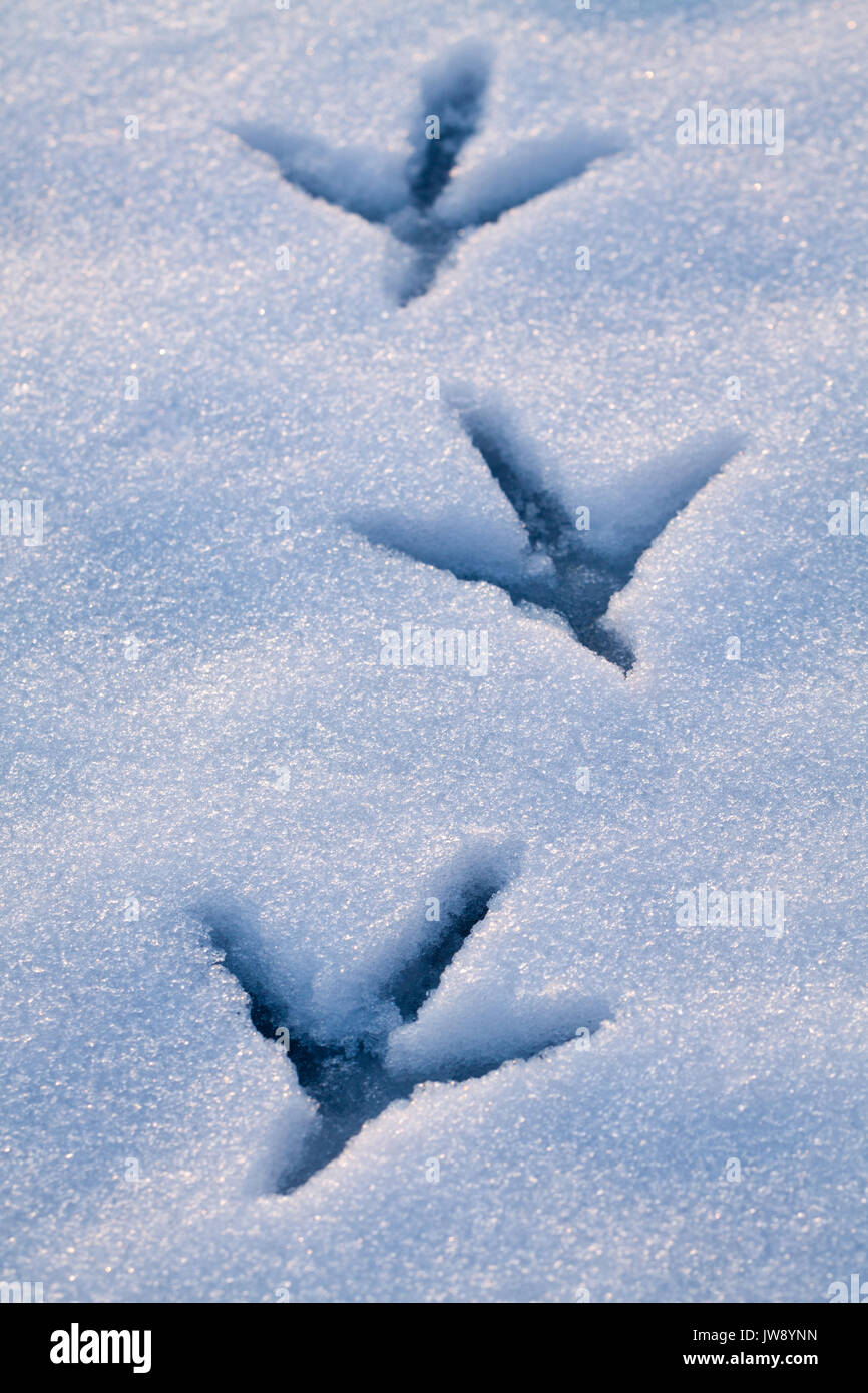 Bird tracks in snow -Fotos und -Bildmaterial in hoher Auflösung - Seite ...