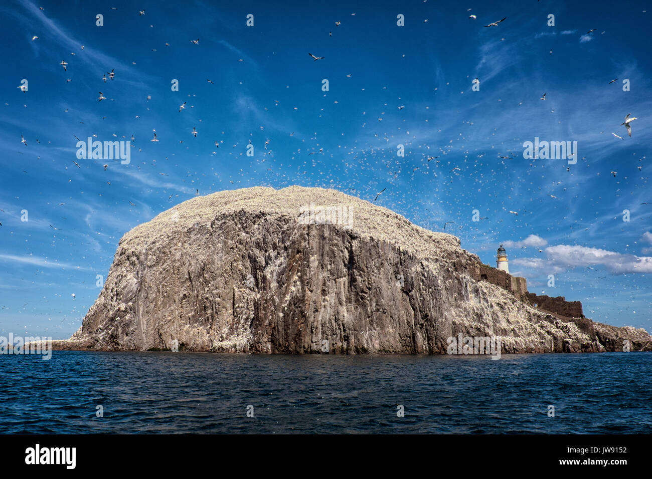 Bass Rock, erhabene, Schottland Stockfoto